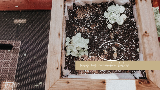 sorry my cucumber babies.png